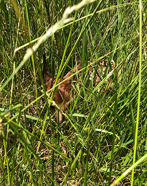 Fawn hidden in the grass