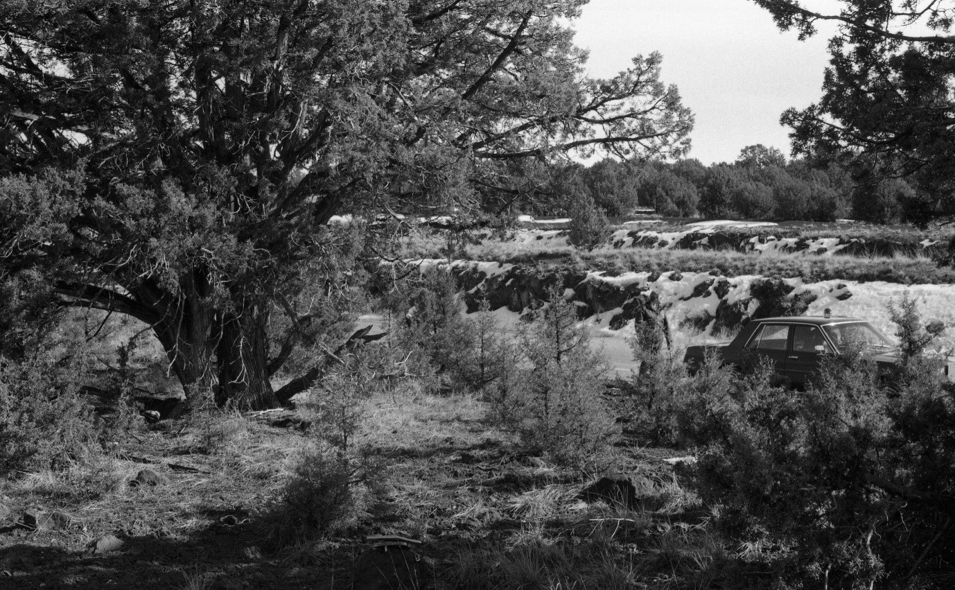 black and white photo of overgrown outdoor area